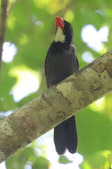 Saltator grossus