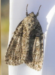 Acronicta tristis