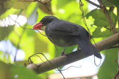 Saltator grossus