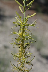 Stanleya viridiflora