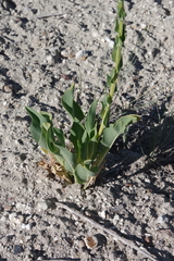 Stanleya viridiflora