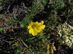 Tropaeolum hookerianum