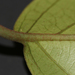 Aspidopterys concava - Photo (c) loupok,  זכויות יוצרים חלקיות (CC BY-NC-ND)