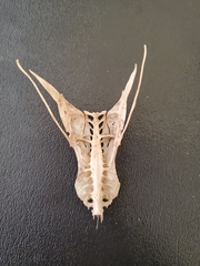 Pelecanus erythrorhynchos