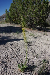 Stanleya viridiflora