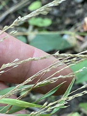 Sphenopholis intermedia