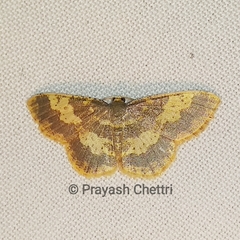 Peratophyga hyalinata