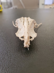 Pelecanus erythrorhynchos