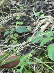 Sphenopholis intermedia