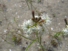 Schizopetalon