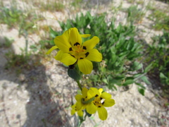 Sisyrinchium graminifolium