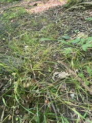 Sphenopholis intermedia