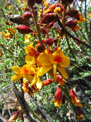Erythrostemon angulatus