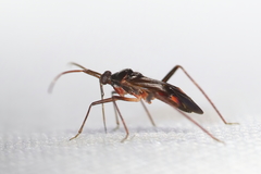Eustictus