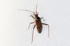 Eustictus