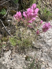 Castilleja raupii