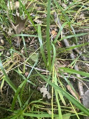 Sphenopholis intermedia