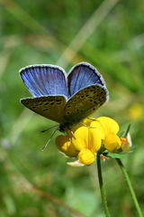Polyommatus escheri