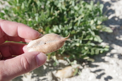Astragalus megacarpus