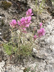 Castilleja raupii