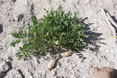 Astragalus megacarpus