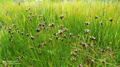Juncus jacquinii