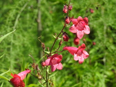 Penstemon roseus