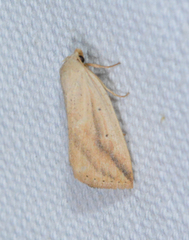 Amolita obliqua