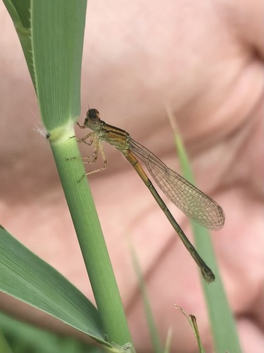 Eastern Forktail photo 6