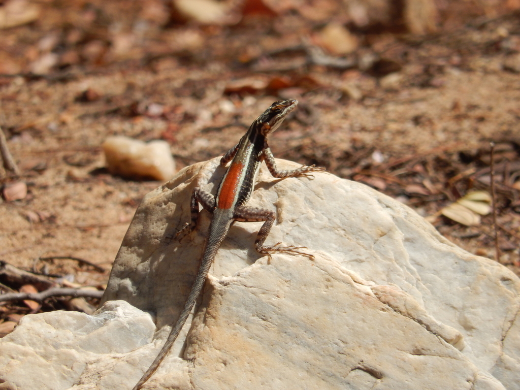 Rock Ground Lizard