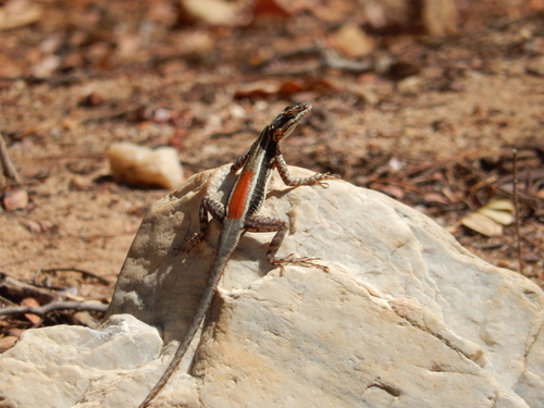 Rock Ground Lizard