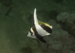 Heniochus diphreutes