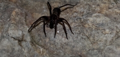 Anachemmis