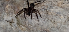 Anachemmis