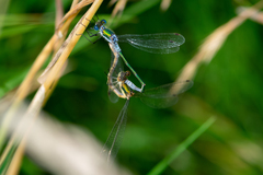 Lestes sponsa