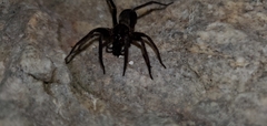 Anachemmis