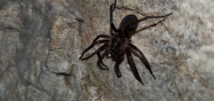 Anachemmis