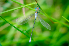 Lestes sponsa