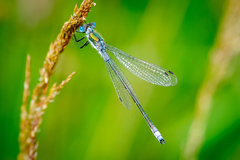 Lestes sponsa