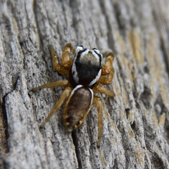 Pelegrina sabinema