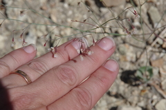 Eriogonum watsonii