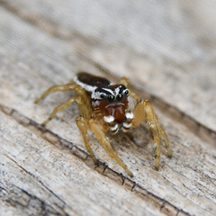Pelegrina sabinema