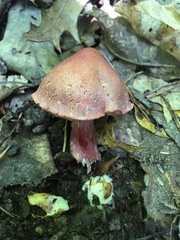 Chalciporus rubinellus