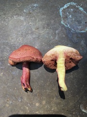 Chalciporus rubinellus