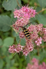 Stenostrophia tribalteata