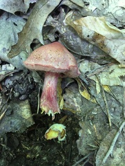 Chalciporus rubinellus
