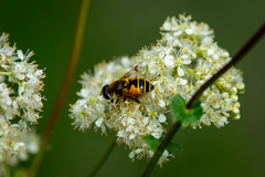 Eristalis horticola