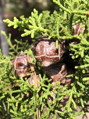 Cupressus goveniana
