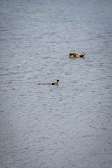 Tachybaptus ruficollis