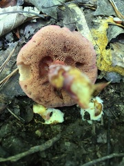 Chalciporus rubinellus
